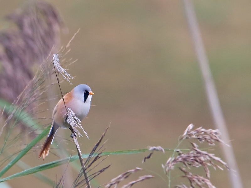 Panurus biarmicus Bearded Tit Baardman